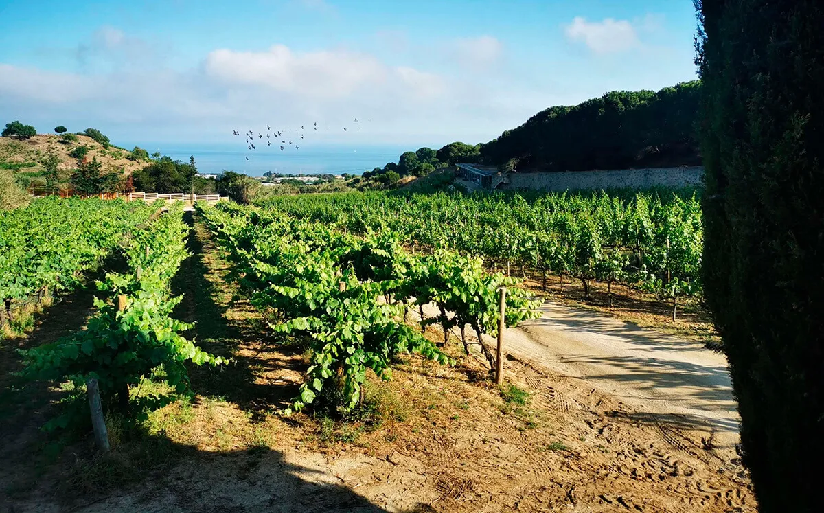On the 1st and 2nd of June 2022, we were delighted to host a number of Verlinde's key European partners at a seminar held in a vineyard near Barcelona. It gave everyone a welcome chance to reconnect in person following the Covid pandemic, combining productive work, lively discussion and enjoyable moments together. Once again, we sincerely thank our partners for being there and for the quality of our conversations.
